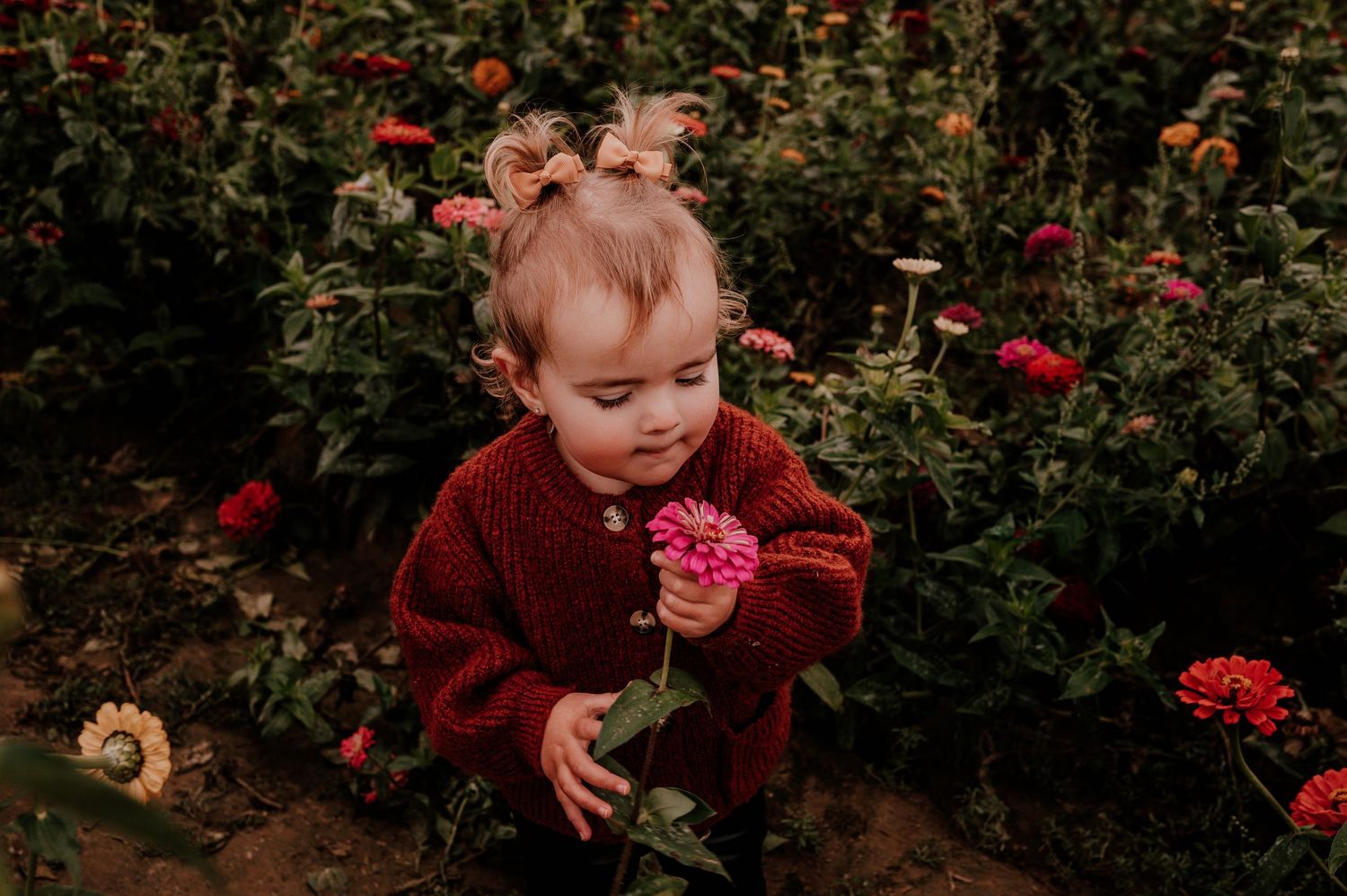 A small child in a burgundy sweater examines red flowers in a garden.