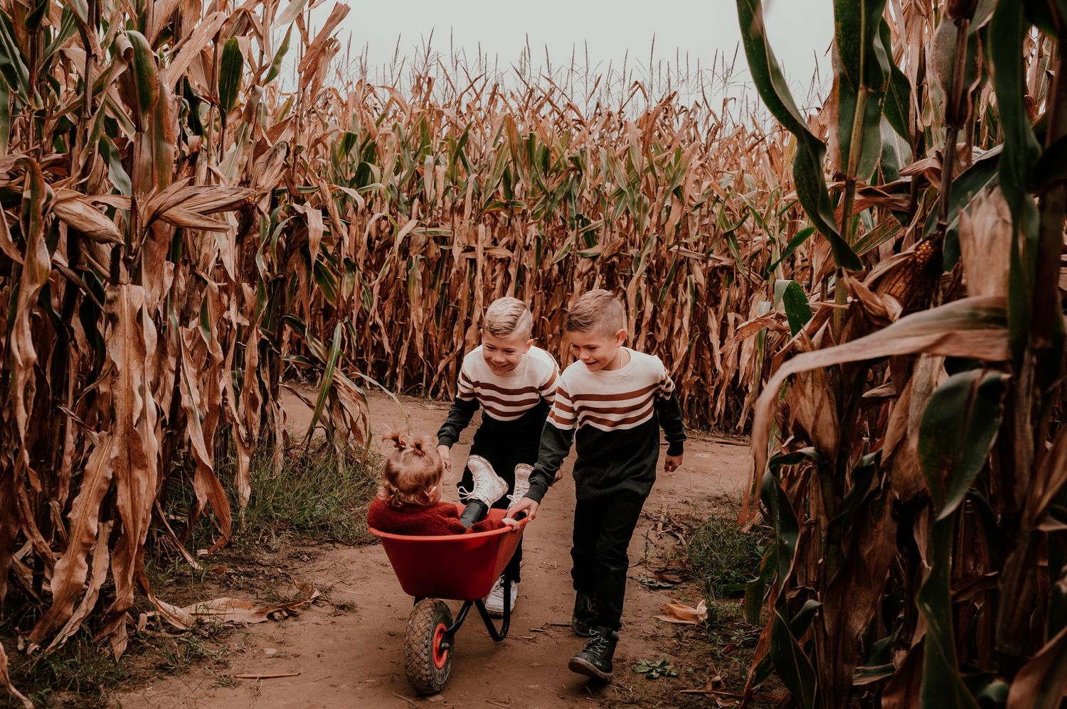 Two children in striped shirts pull a red wagon through a corn maze pathway.