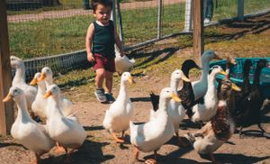 White geese waddling along a green fence at a farm.