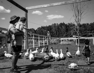 Series of black and white photos showing white geese on a farm with outbuildings in background.