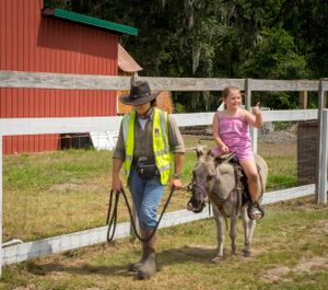 Small miniature donkeys behind a white fence next to a red barn.