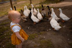 White ducks and geese wandering around a farmyard with someone in orange clothing nearby.