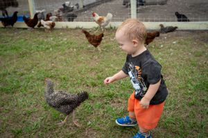Young child in orange shorts chasing chickens in a backyard farm setting.