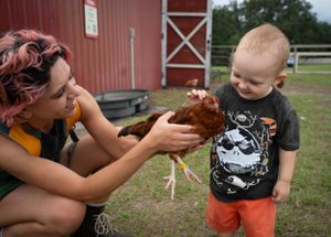 Close-up of feeding a baby chicken in an outdoor farm setting.