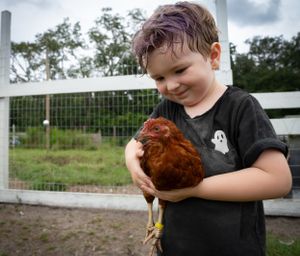 Child interacting with brown chickens near a white fence on a farm.
