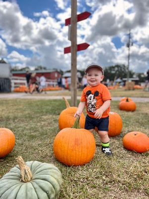 Large orange pumpkins scattered across a grassy field under cloudy autumn skies.