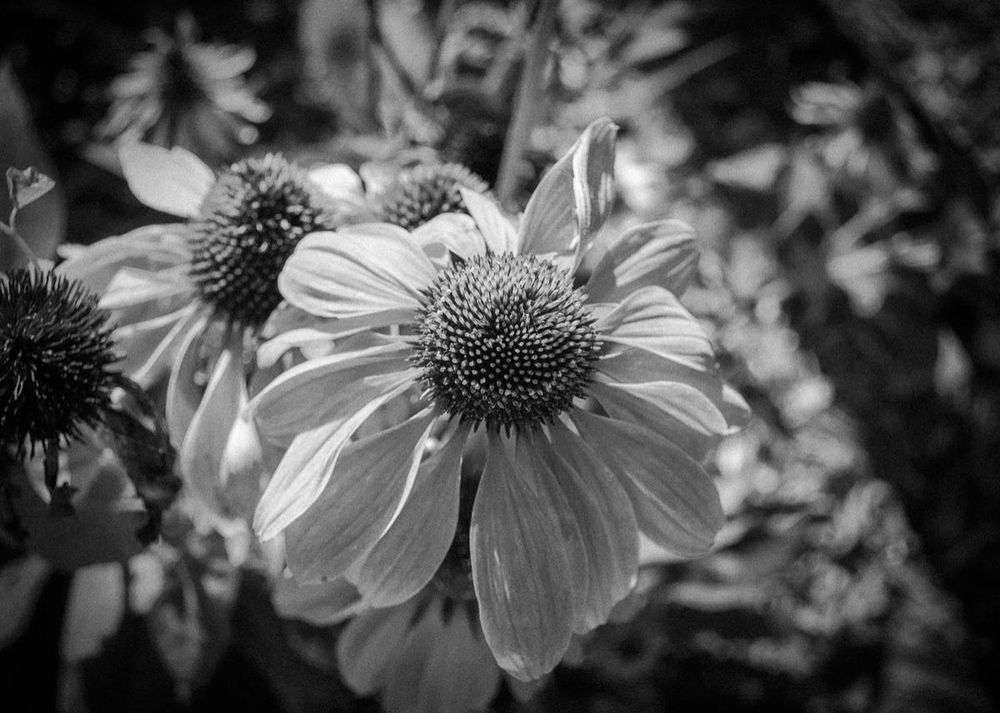 Fayetteville Photographer, Fayetteville Photography, photographers fayetteville nc, black and white cone flower