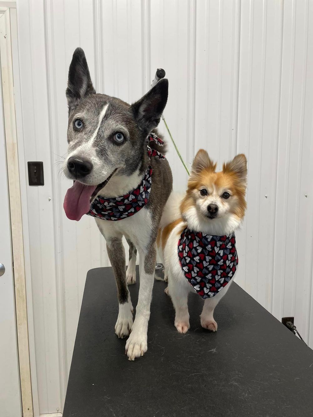 Two dogs wearing matching floral bandanas pose together against white wall.