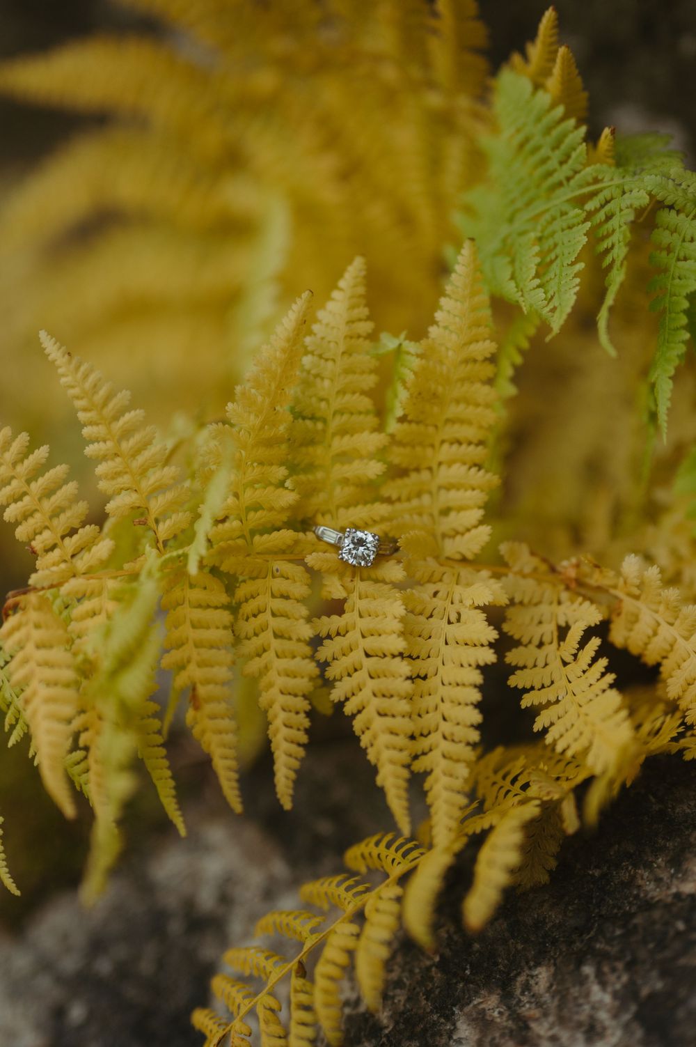 A diamond engagement ring nestled among golden autumn fern leaves in a nature-inspired photo.
