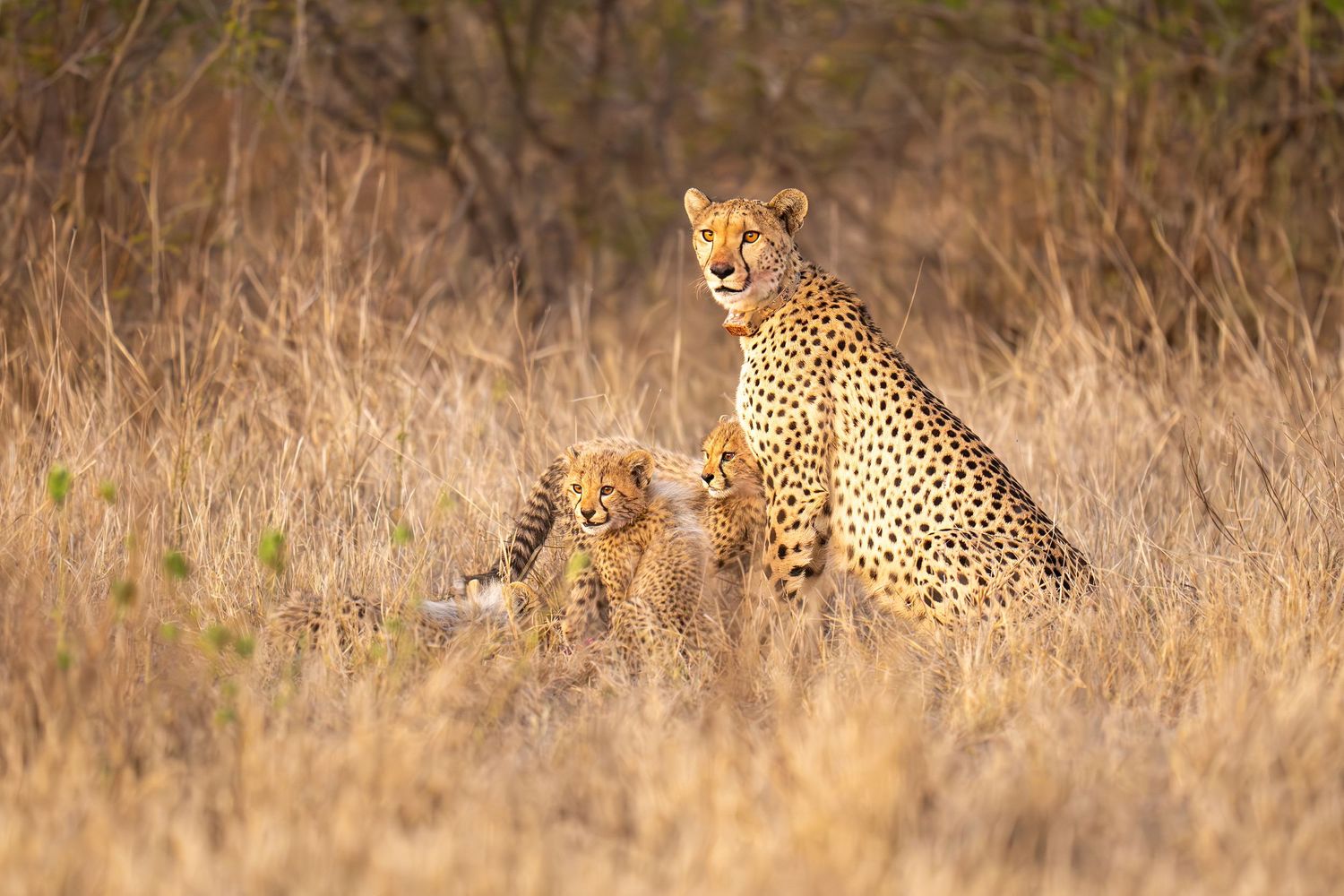 Cheetah with cubs resting in tall grass during golden hour in African wilderness.
