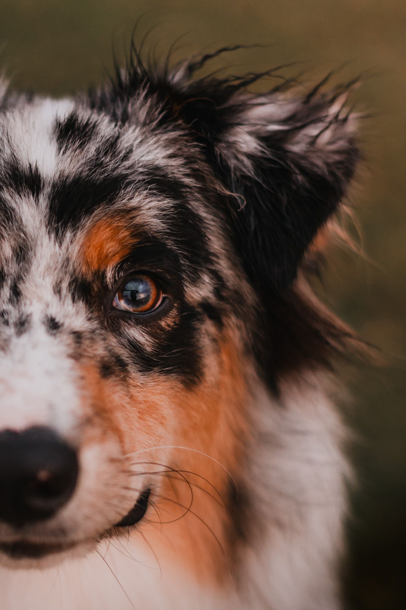 Oklahoma City dog photographer