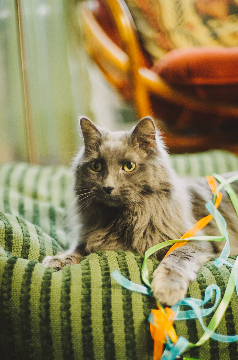 a beautiful grey cat posing on a green cusion