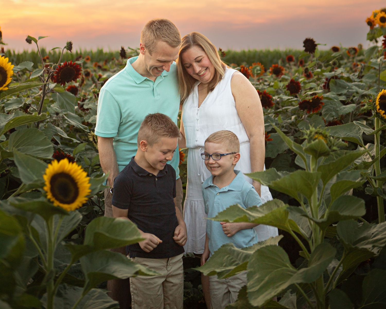 Family poses together in a golden sunflower field at sunset creating a warm summer portrait.