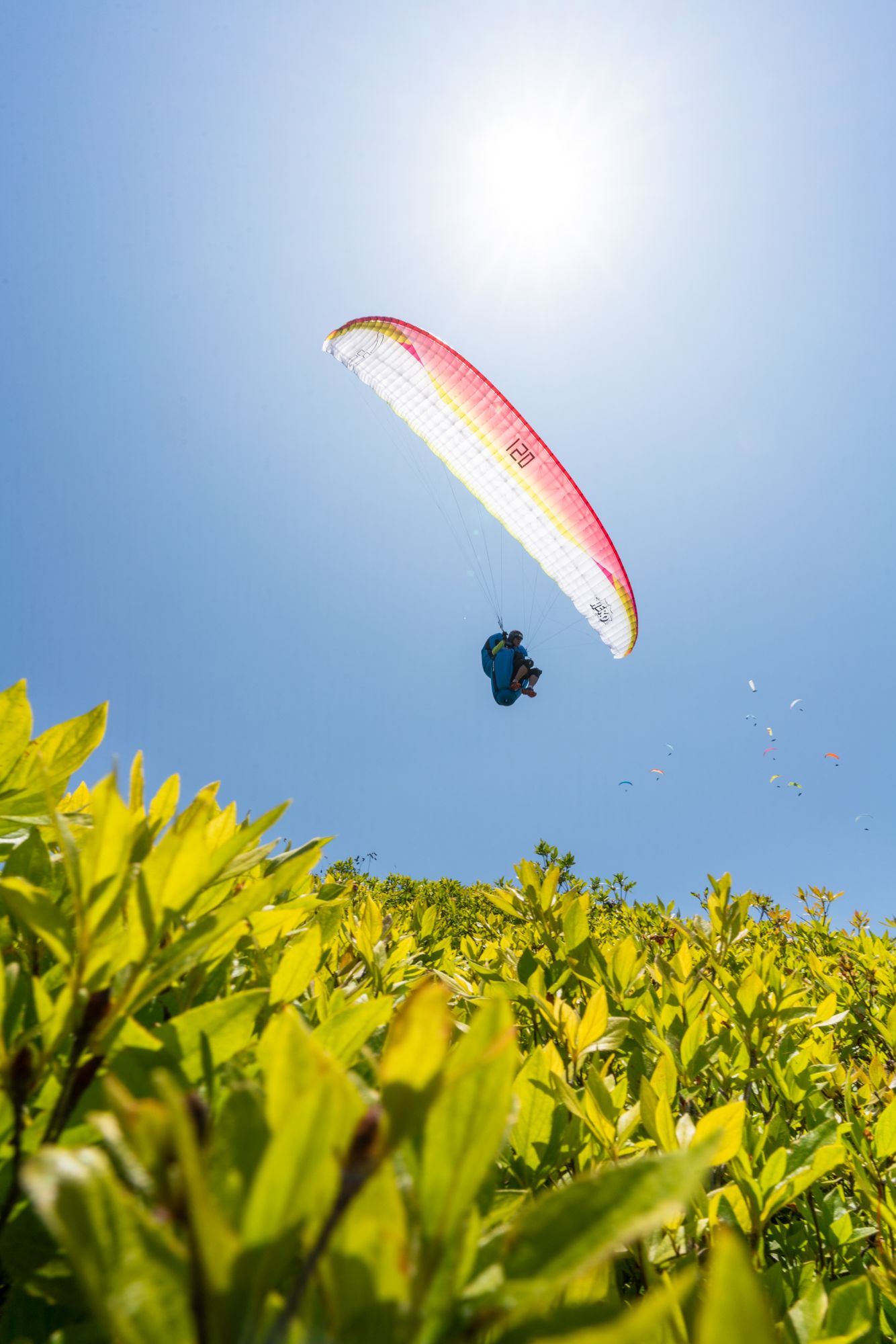 Red and white paraglider soaring against blue sky above green foliage.