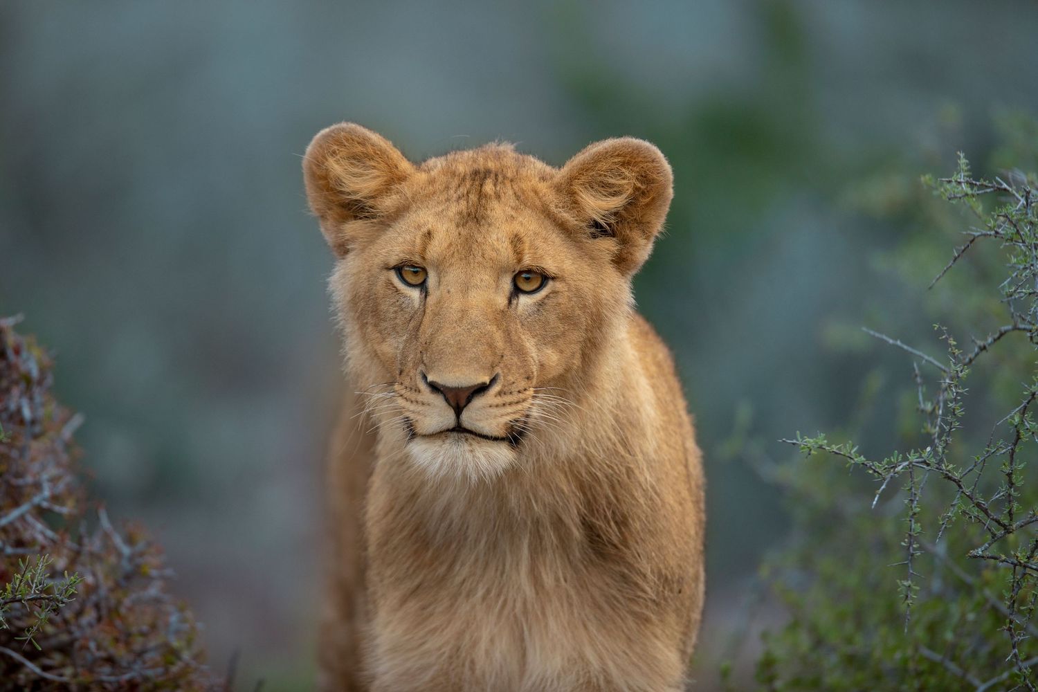 Close-up of a roaring male lion showing power and dominance