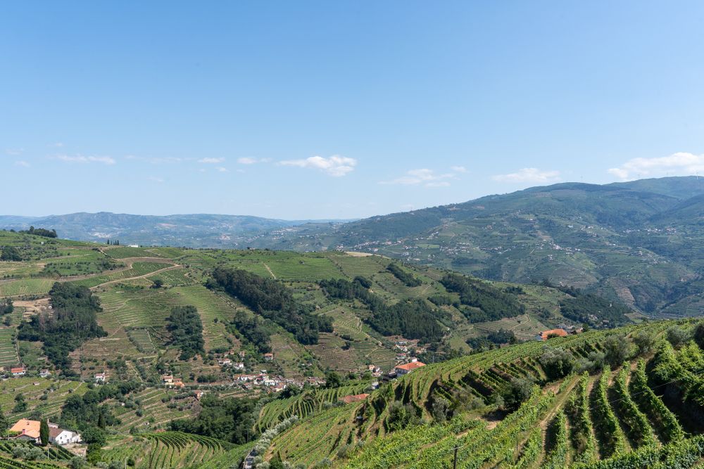 Rolling green hills covered in terraced vineyards in Portugal's wine country under blue skies.