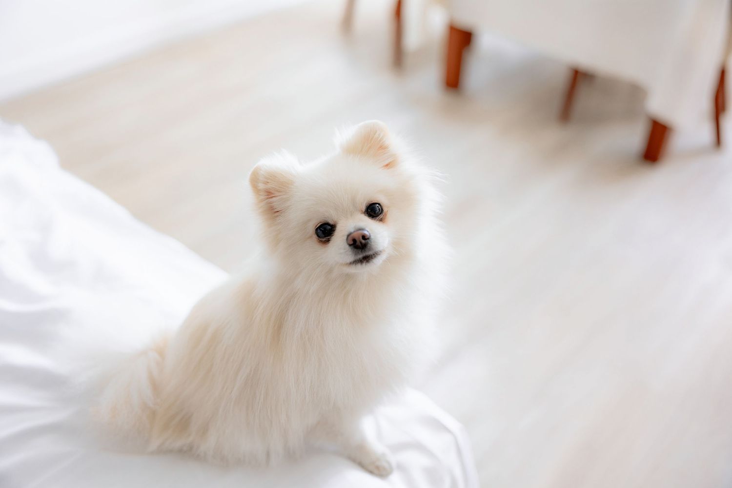 Adorable white Pomeranian sitting on white bedding in bright room.