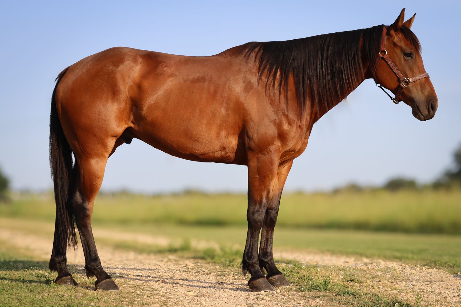 A bay horse stands in profile on a grassy field showing off its muscular build and shiny coat.