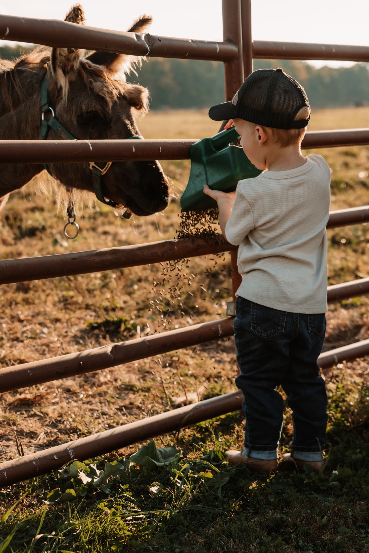 A toddler in jeans and white shirt reaches through wooden fence rails to pet a horse at sunset.