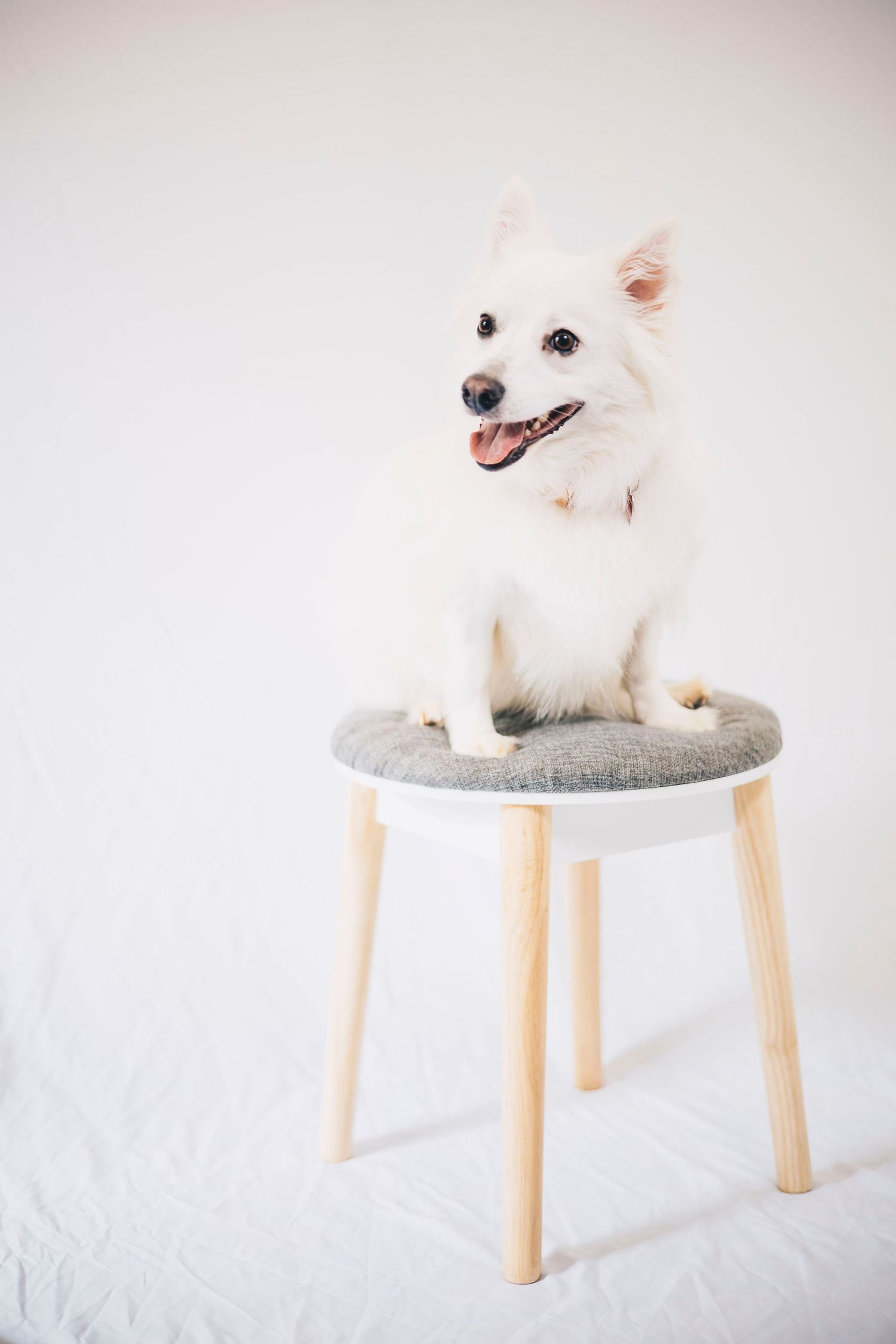 Fluffy white Spitz dog sitting on a modern wooden stool against a clean white background.