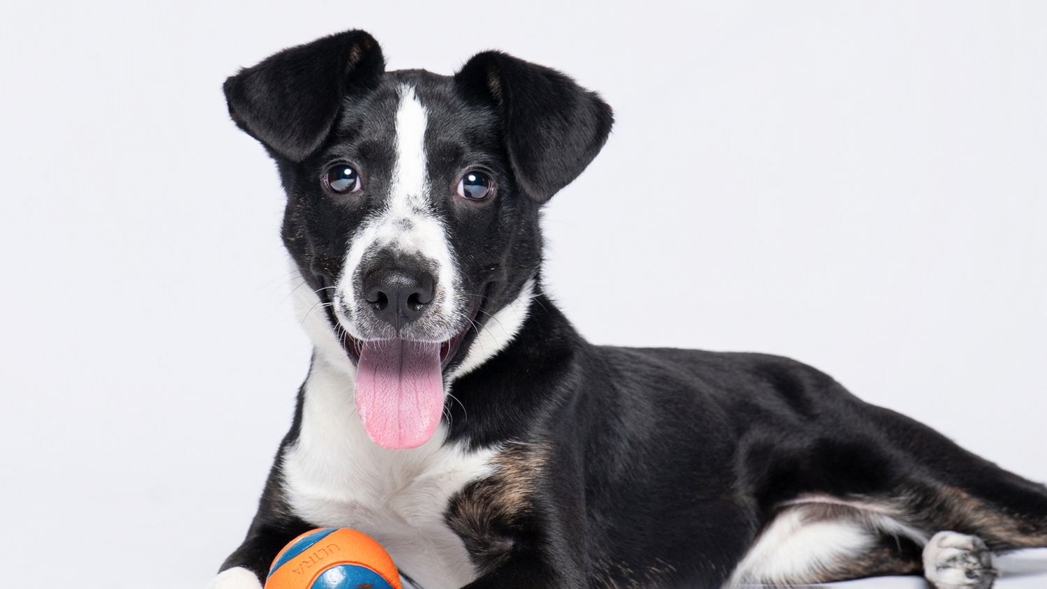Rescue dog photography Houston Texas