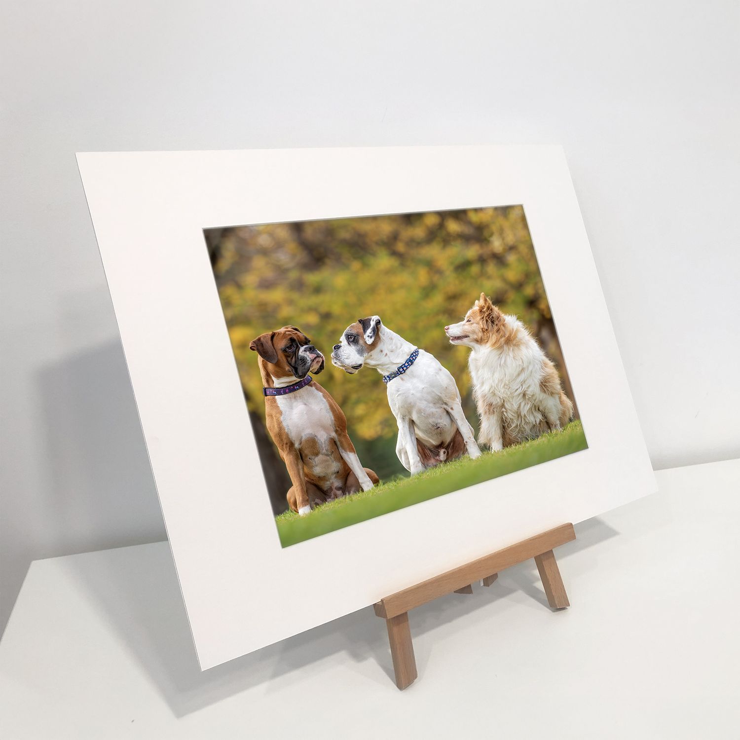 Boxer and border collie dog photography in Geelong