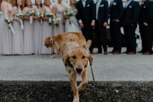 Excited golden retriever dog walks in front of wedding party on paved surface.