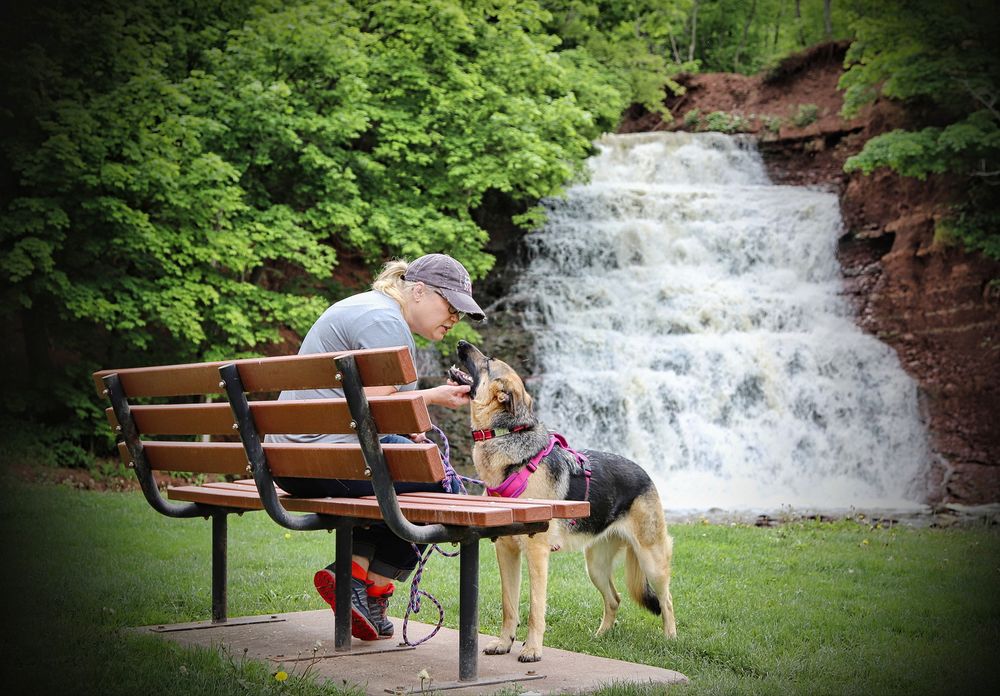 pet photos alternative portrait and family photographer bergen ny