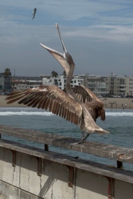A brown pelican spreads its wings wide on a pier railing with ocean waves and coastal buildings in the background.