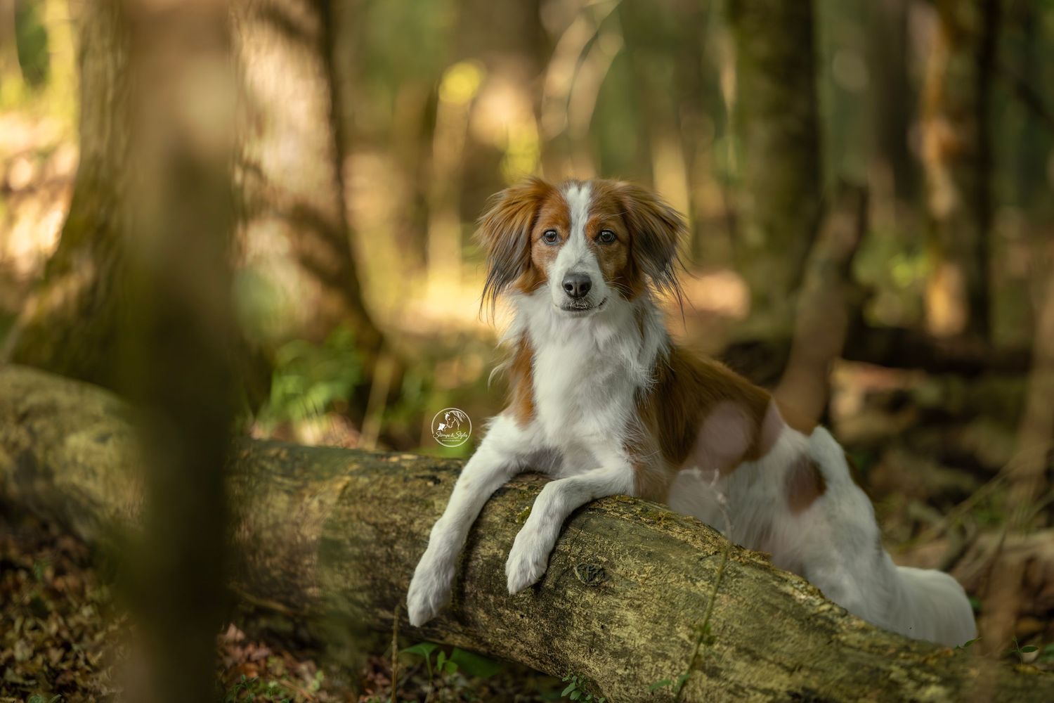 Australian Shepherd dog standing outdoors near blooming pink cherry blossom trees in a park setting.