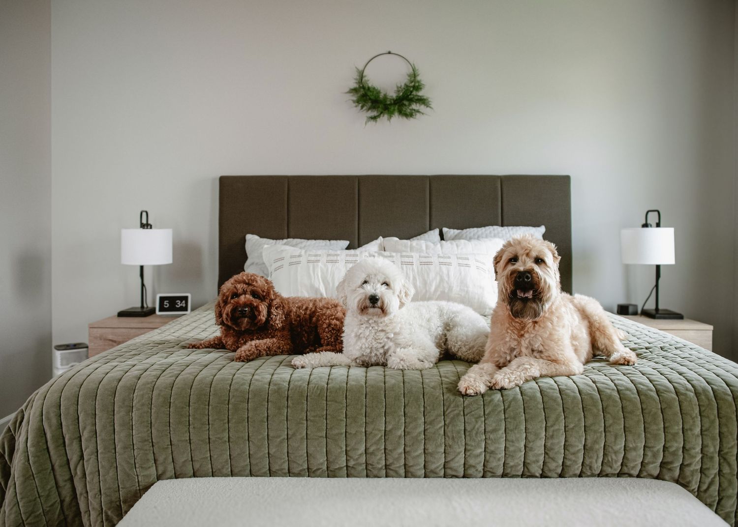 Three fluffy dogs sitting on a green bedspread in a cozy bedroom with nightstands and a wreath above the headboard.