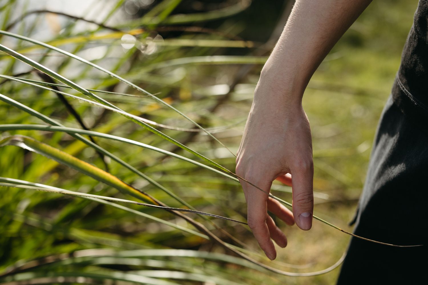 A hand gently touching long grass blades in a sunlit garden setting.