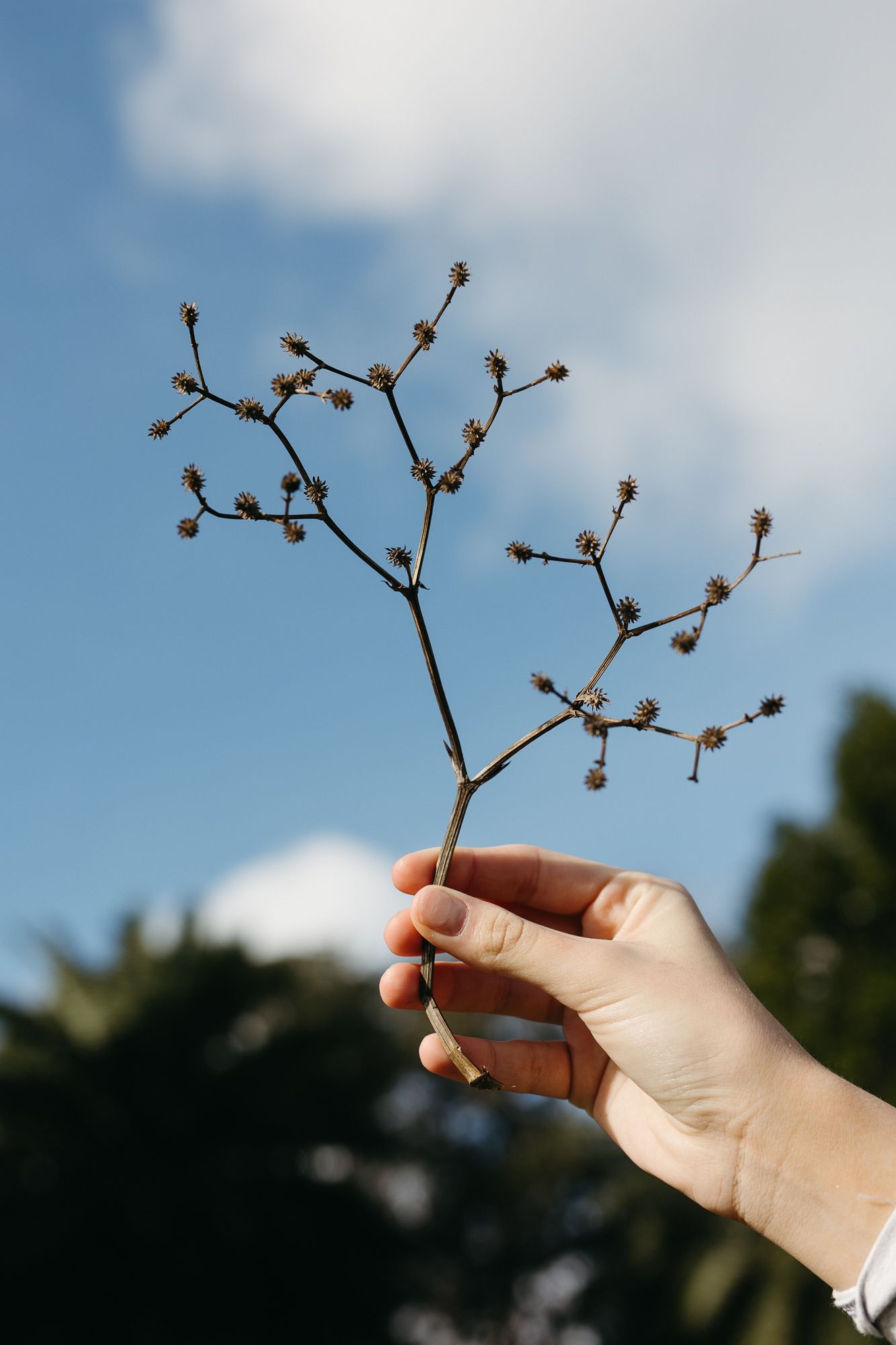Hand holding a dried wildflower branch with small seed pods against a blue sky with clouds.