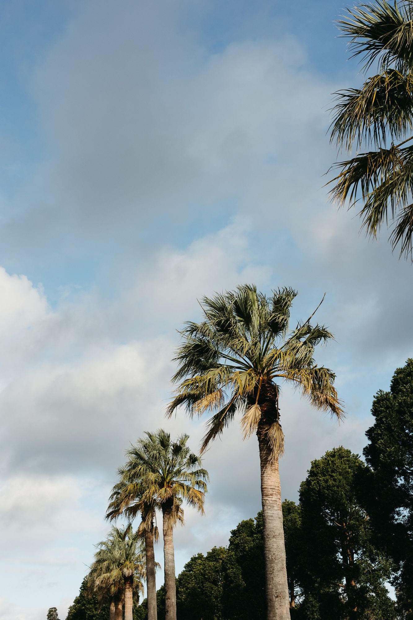 Tall palm trees against a partly cloudy blue sky with green trees in the background.