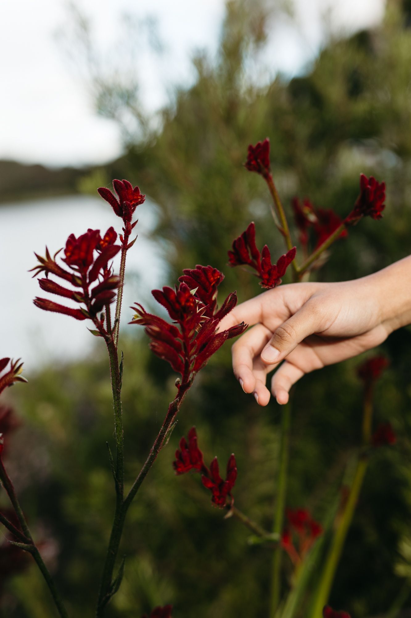 A hand gently touching deep red kangaroo paw flowers in a natural outdoor setting with greenery and water in the background.
