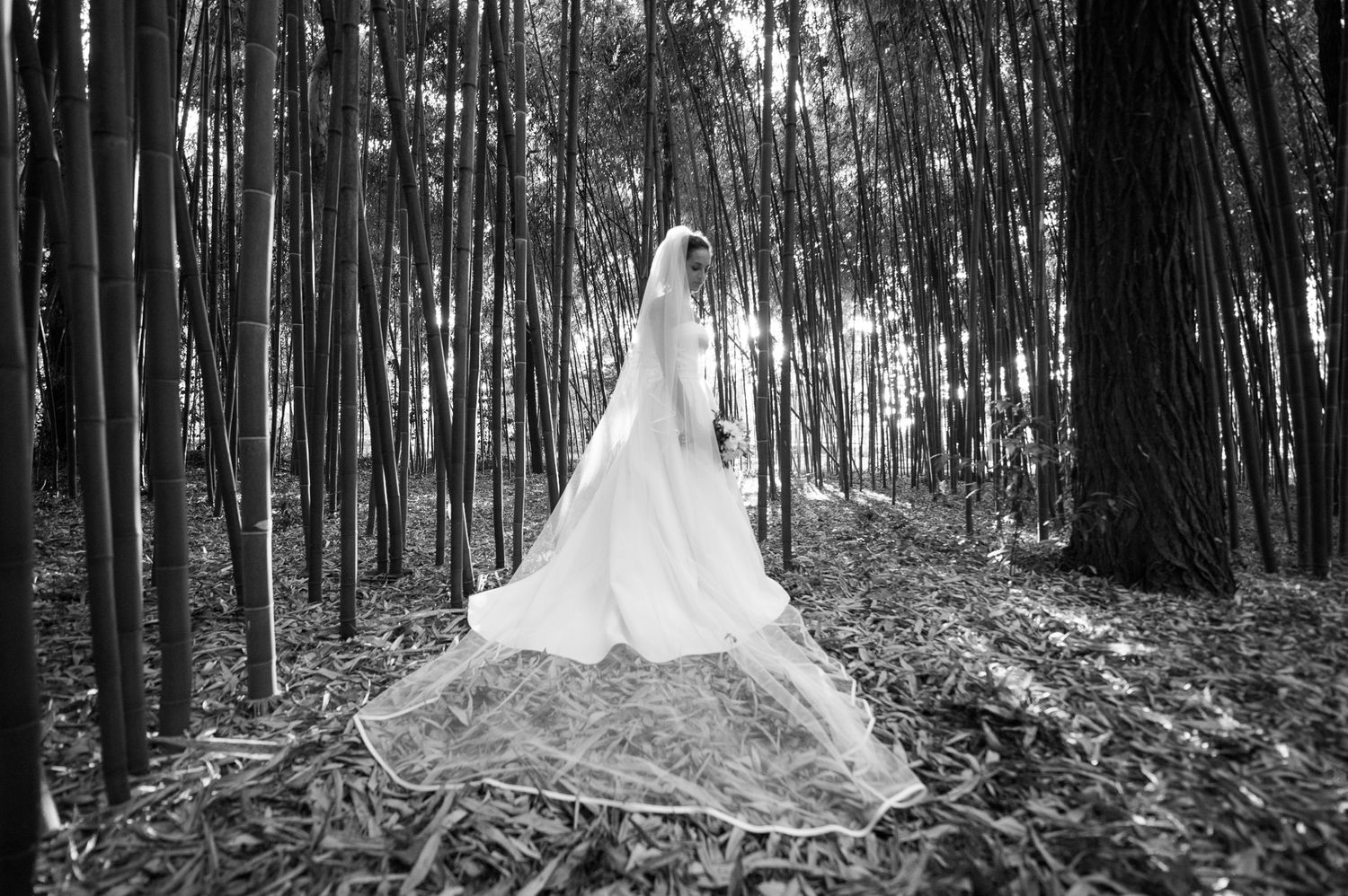 Bride in flowing white gown and veil standing alone in a bamboo forest, black and white.