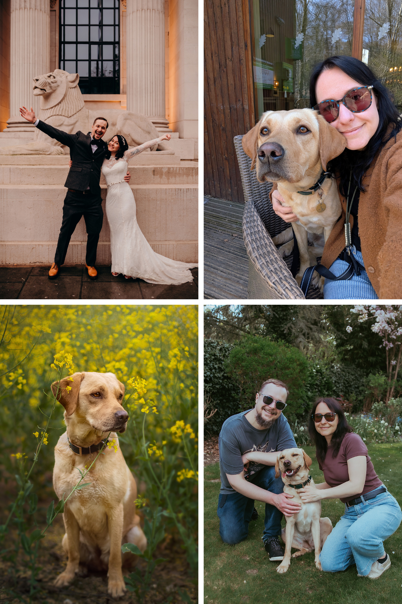A collage of four photos featuring a yellow Labrador with its owners, London and Kent wedding, family and newborn photographer