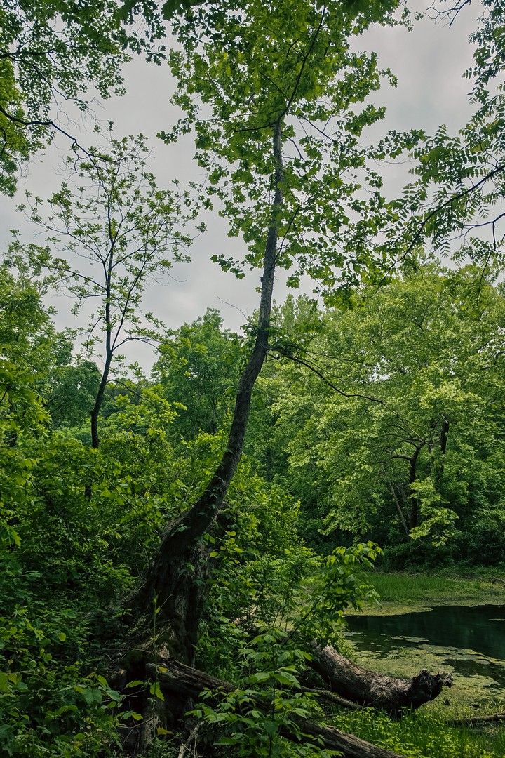 sycamore
