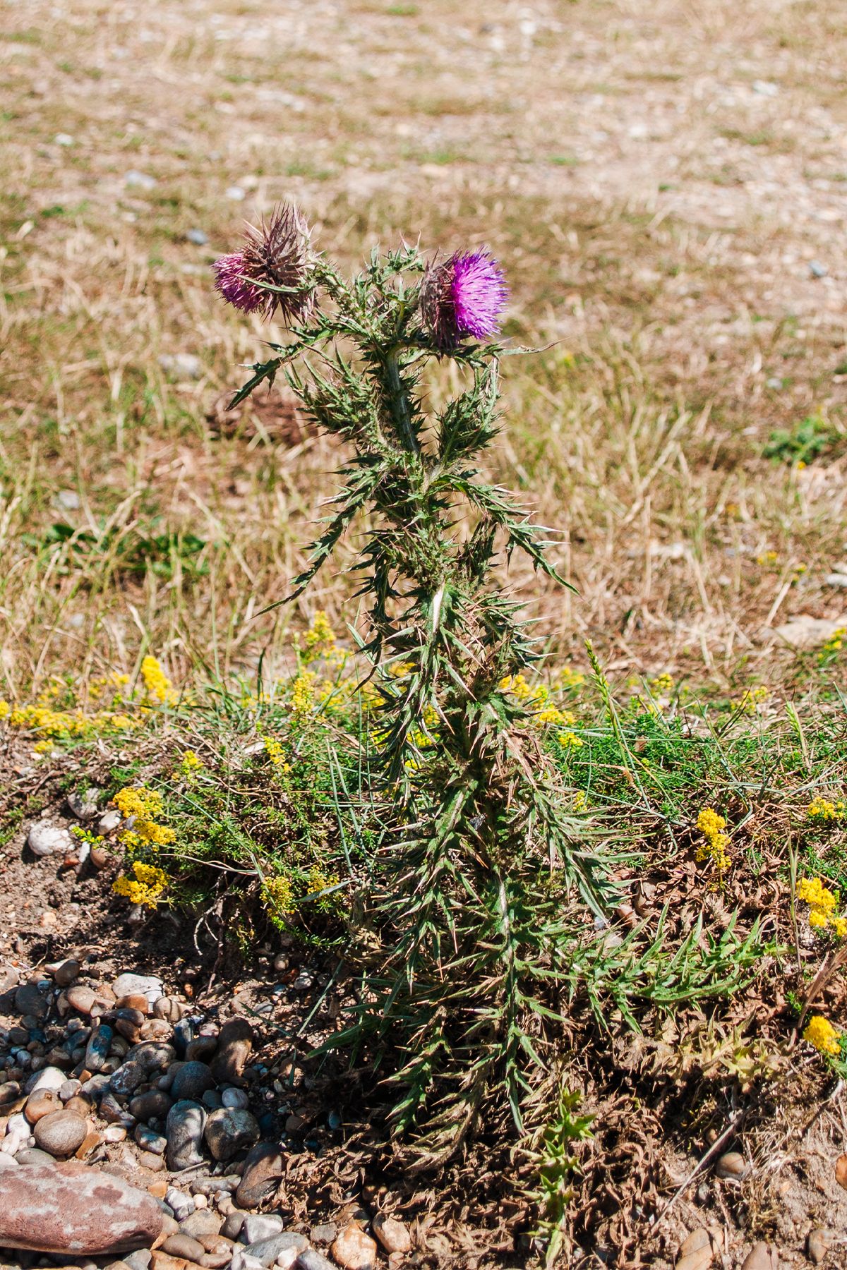 A spiky thistle plant with vibrant purple flowers growing in rocky soil with dry grass in the background.  Aldeburgh coast Olympus E-500.