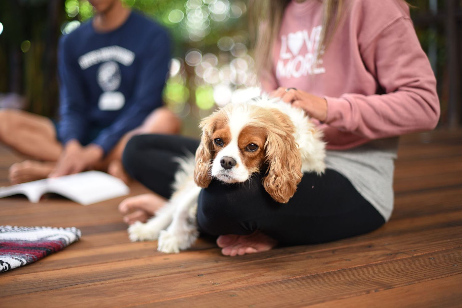Cavalier King Charles Spaniel puppy resting on wooden deck during study session.