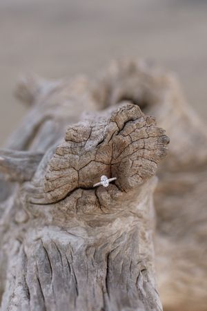 View of beautiful diamond ring on Driftwood Beach of Jekyll Island