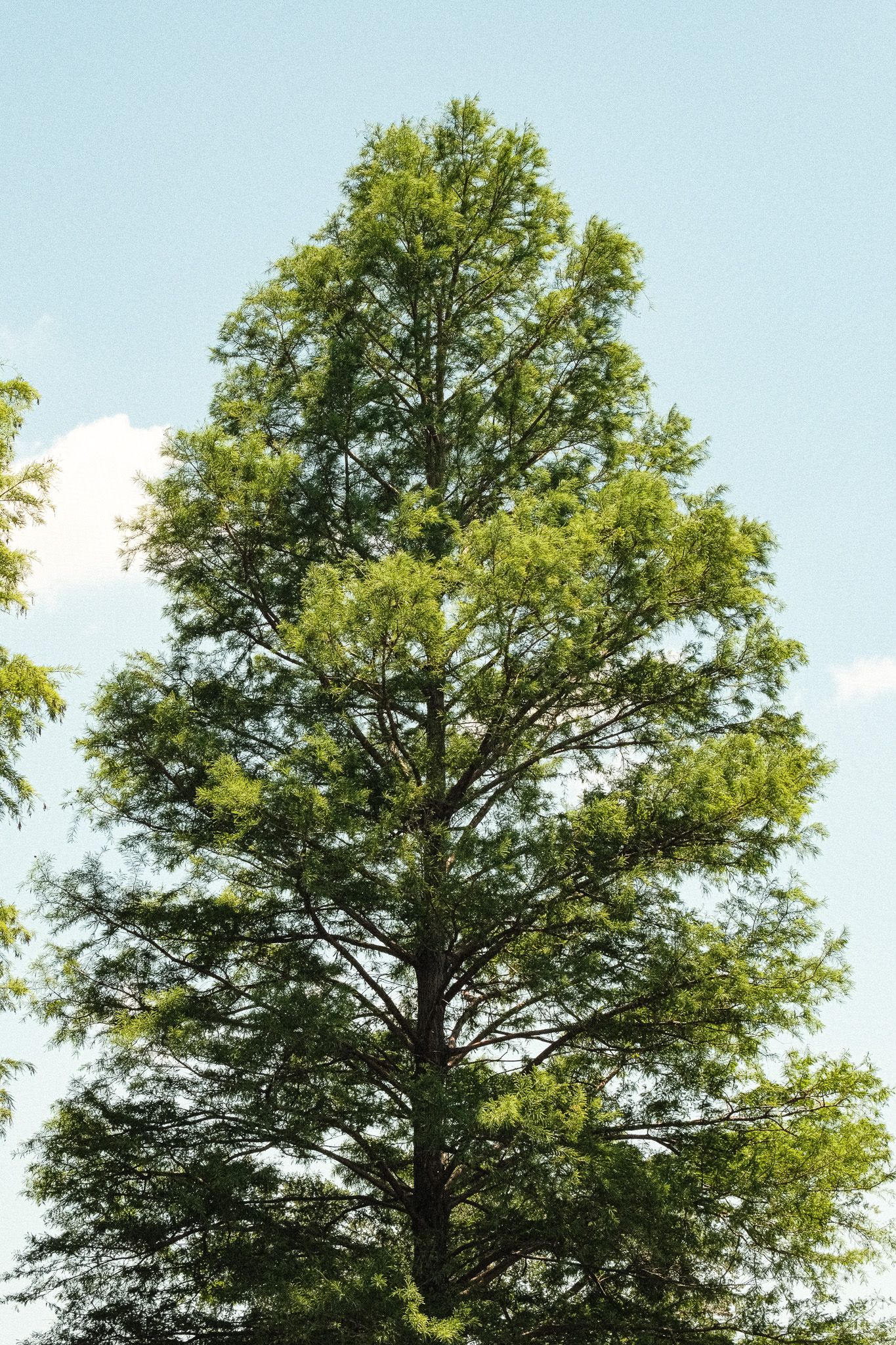 Tall green conifer tree with lush foliage against a clear blue sky on a sunny day.