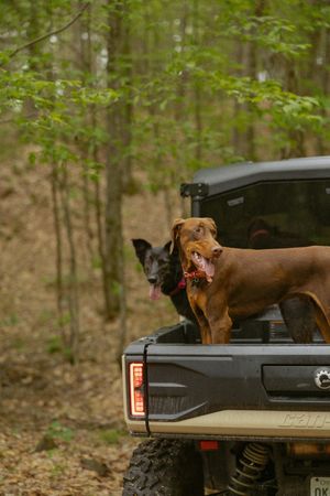 Two dogs, a black and a brown Labrador, stand in the bed of a Can-Am truck in a lush forest.