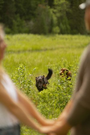 Two dogs running through a lush green field toward a couple holding hands outdoors.