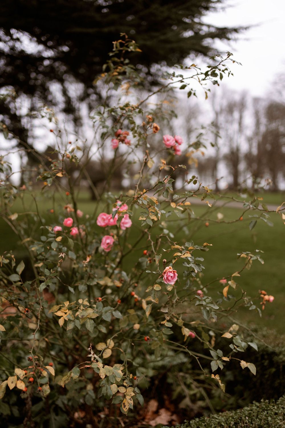 Pink roses bloom on a garden bush with lush green lawn and bare trees in soft bokeh background.