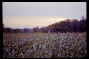 A serene field of wildflowers at dusk with a soft purple hue and tree line silhouette in the background.