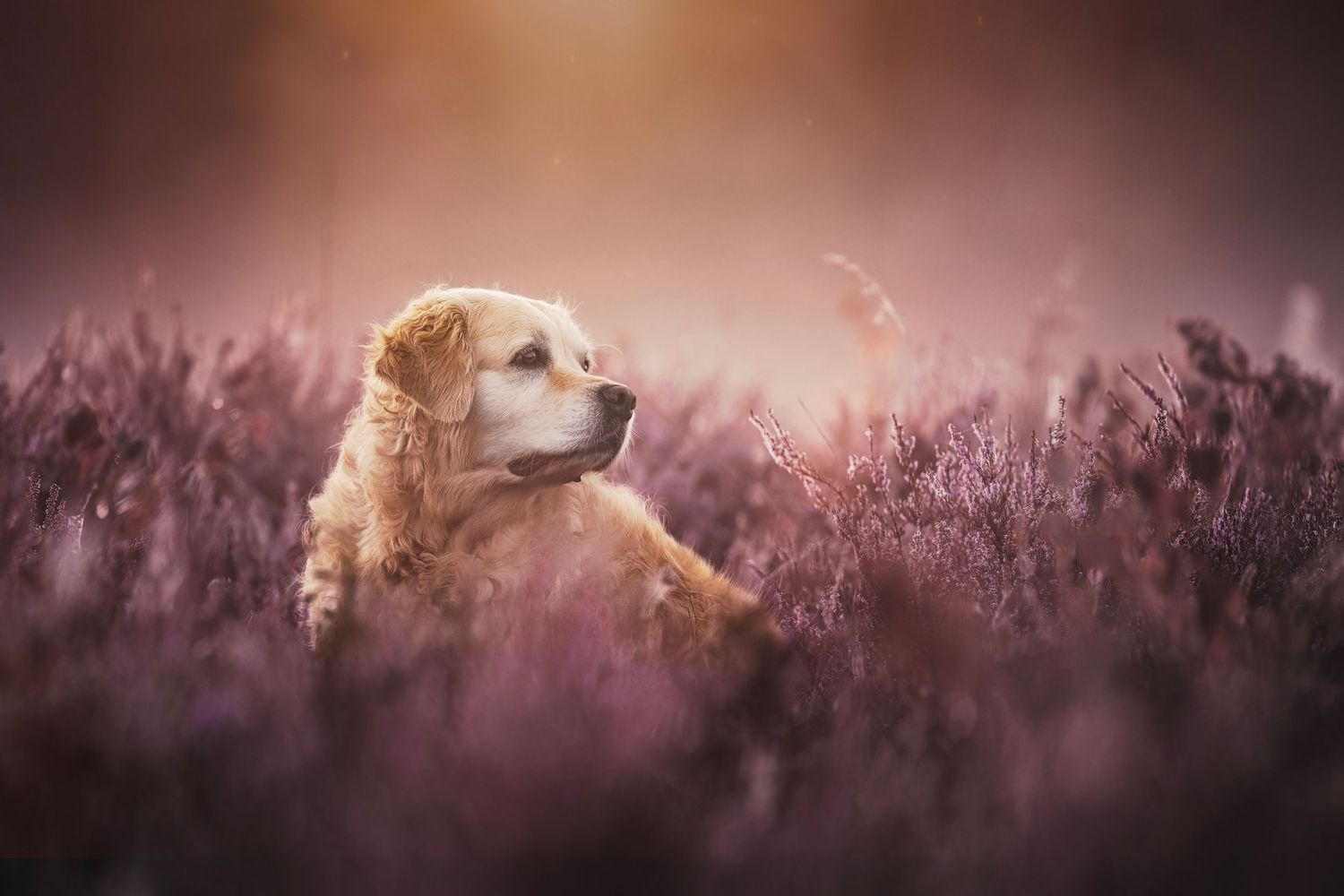 Golden Retriever dog sitting peacefully among purple heather flowers in a dreamy, soft-focus field at sunset.