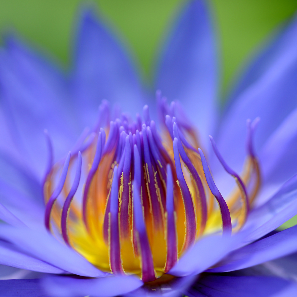 Close-up of a vibrant blue and yellow water lily in full bloom with purple petals and golden stamens.