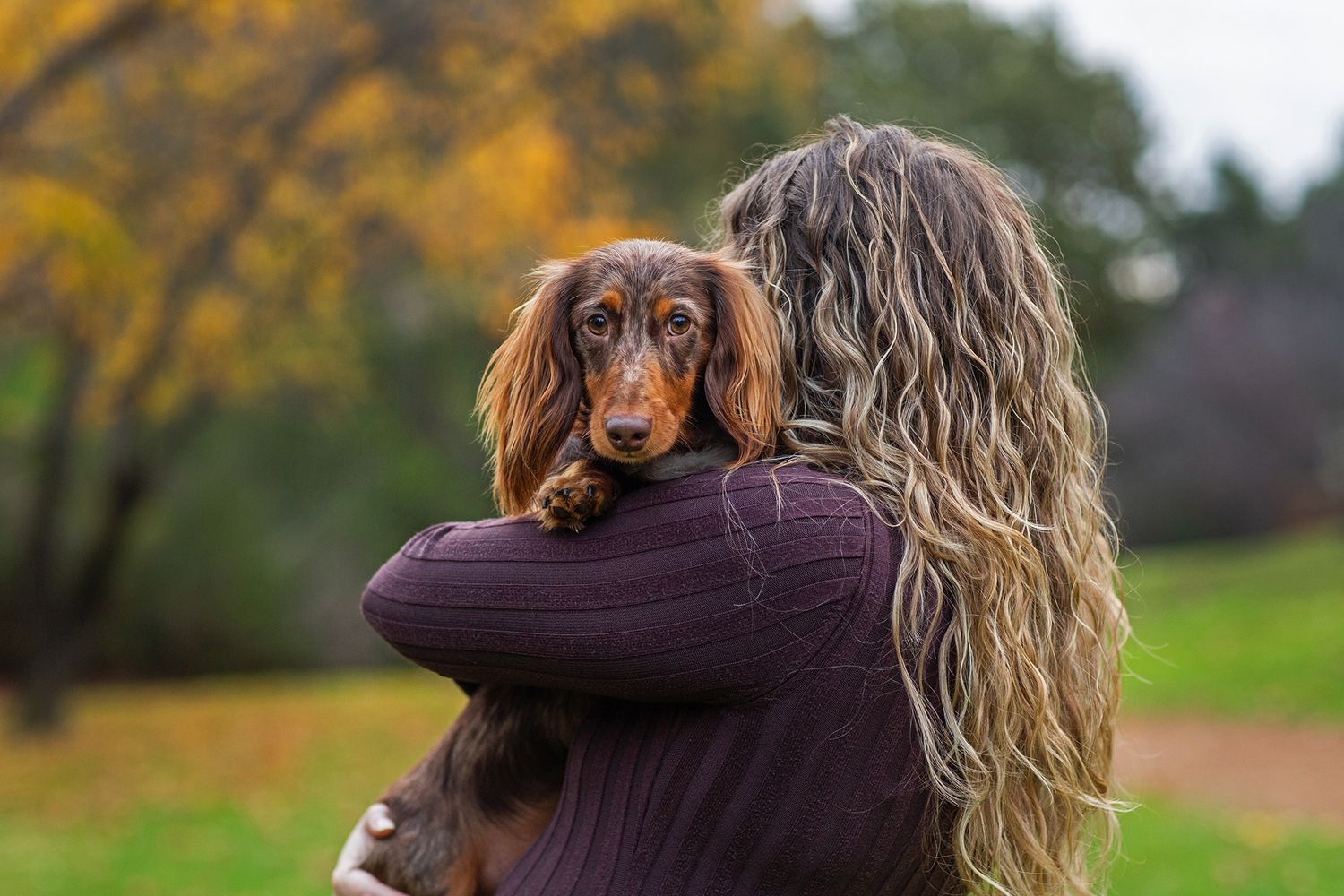 Owner and Dacshund sharing a cuddle during a pet photo session in Perth