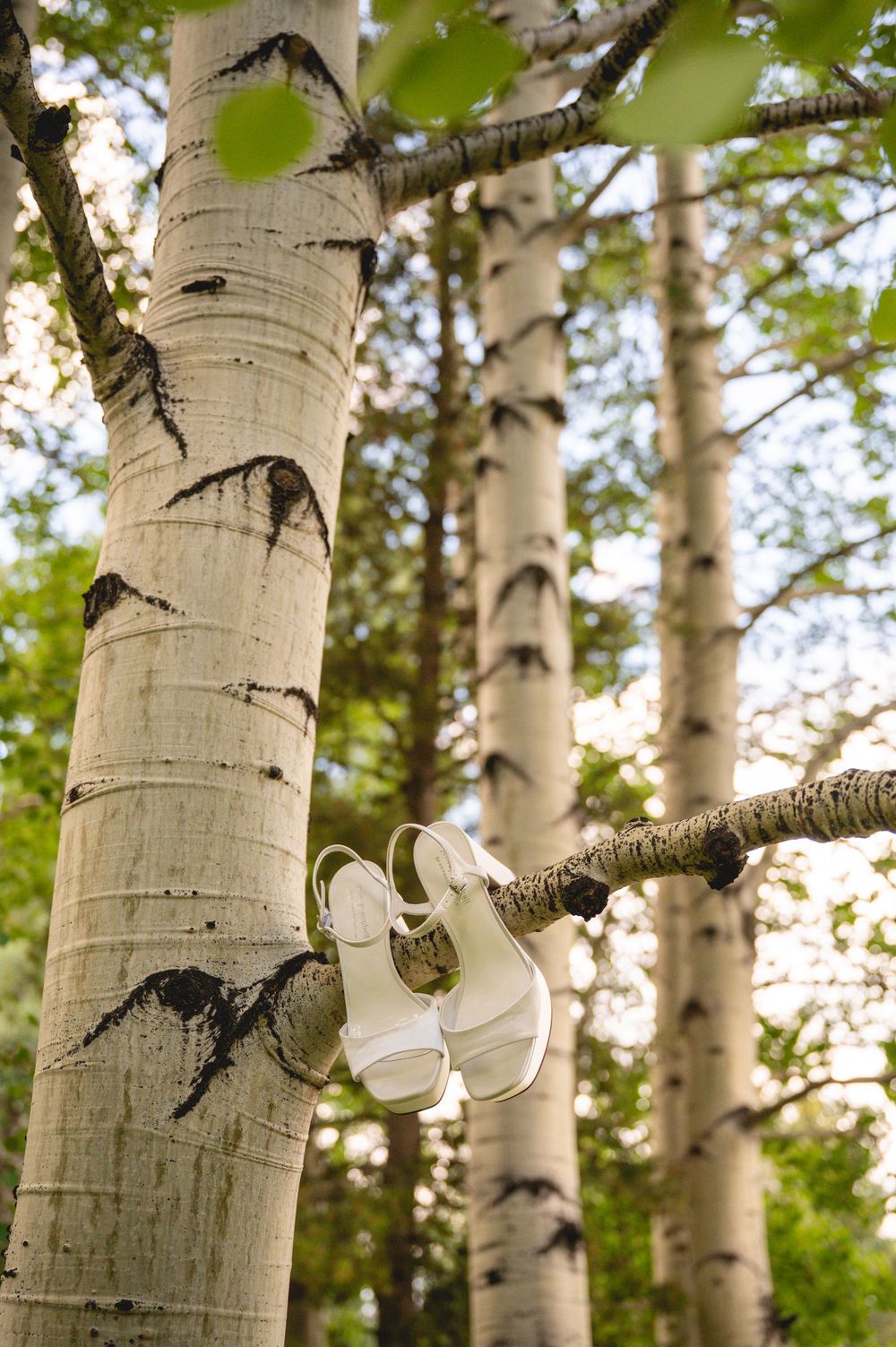 White bridal heels hanging on an aspen tree branch in a lush forest setting.